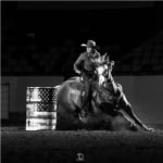 Advanced Equine Nutrition logo