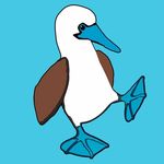 boobybuckets.com logo