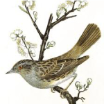 Canterbury Cottage logo