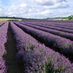 Cotswold Lavender logo