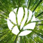 Daylight Matcha logo