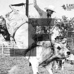 Lane Frost Brand logo