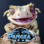 Pangea Reptile Supplies logo
