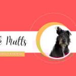 Punk Mutts logo