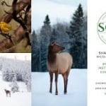 Shayna Cossette Wildlife logo